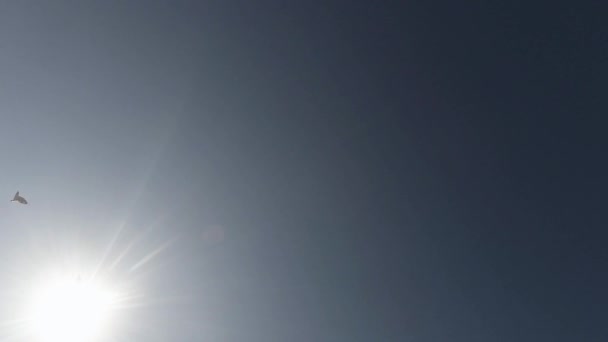 Seagulls latania przeciw błękitne niebo i słońce widok z dołu się — Wideo stockowe