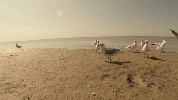 Gaviota caminando por la playa de arena bajo el sol caliente — Vídeo de stock