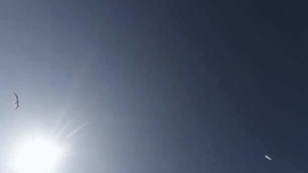 Mouettes volant contre le ciel bleu et vue sur le soleil du bas vers le haut — Video