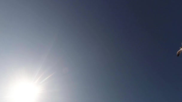 Måsarna flyger mot blå himmel och solen Visa från botten upp — Stockvideo