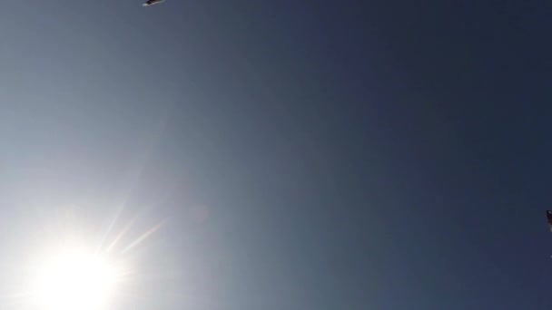 Seagulls latania przeciw błękitne niebo i słońce widok z dołu się — Wideo stockowe