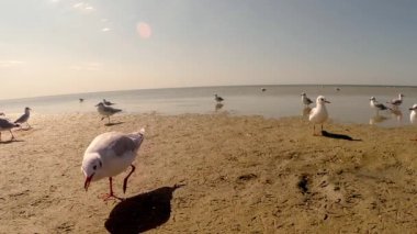 Martı yürüyüş boyunca Sandy Beach altında sıcak güneşin