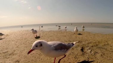 Martı yürüyüş boyunca Sandy Beach altında sıcak güneşin