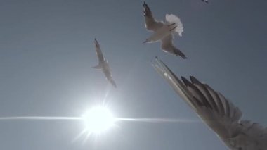 Mavi gökyüzü ve güneş karşı uçan martıları aşağıdan yukarıya görüntülemek