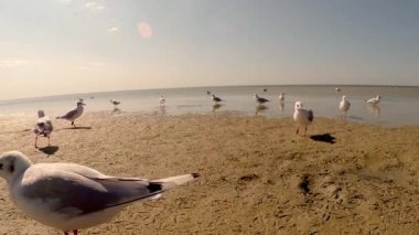 Martı yürüyüş boyunca Sandy Beach altında sıcak güneşin