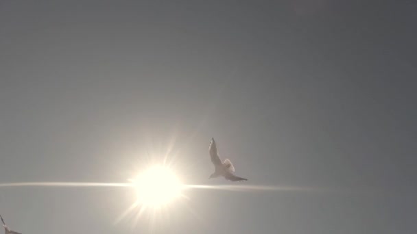 Gabbiani che volano contro il cielo blu e la vista del sole dal basso Video Stock Royalty Free