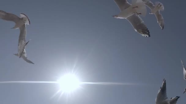 Gaviotas volando contra el cielo azul y el sol Vista desde abajo hacia arriba Metraje De Stock