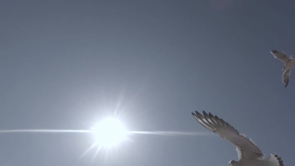 Mouettes volant contre le ciel bleu et vue sur le soleil du bas vers le haut 