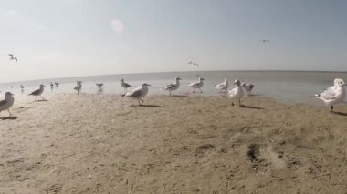 Martı yürüyüş boyunca Sandy Beach altında sıcak güneşin