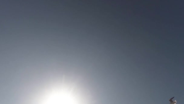 Meeuwen vliegen tegen de blauwe lucht en zon uitzicht vanaf de onderkant van Stockvideo's