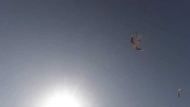 Gaviotas volando contra el cielo azul y el sol Vista desde abajo hacia arriba Vídeo De Stock