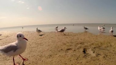 Martı yürüyüş boyunca Sandy Beach altında sıcak güneşin