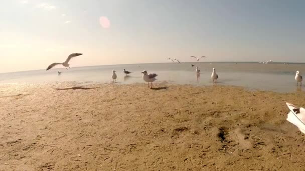 カモメ歩くに沿って、サンディ ビーチの下、暑い太陽の下 — ストック動画