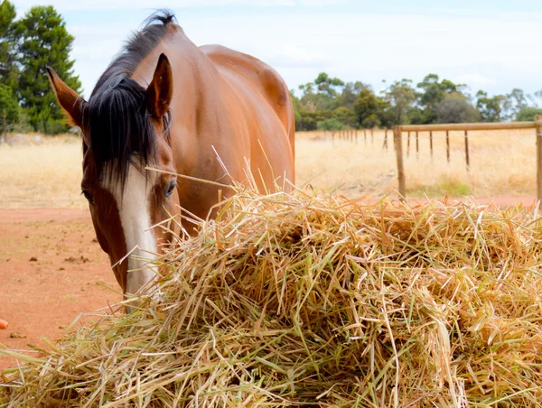 Horse eating hay — Stock Photo, Image