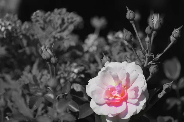 Geöffnete rosa Rose schwarzer und weißer Hintergrund — Stockfoto