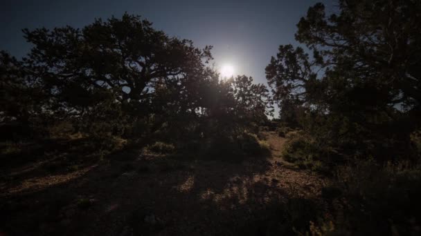 Vue large du lever de lune avec l'ombre mouvante des arbres — Video