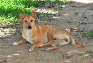 bahçesinde Tay köpek
