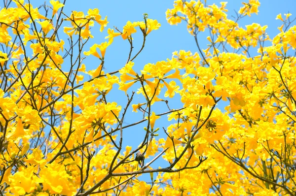 Flores amarelas florescem na primavera — Fotografia de Stock