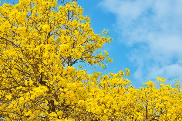 Yellow flowers bloom in spring — Stock Photo, Image