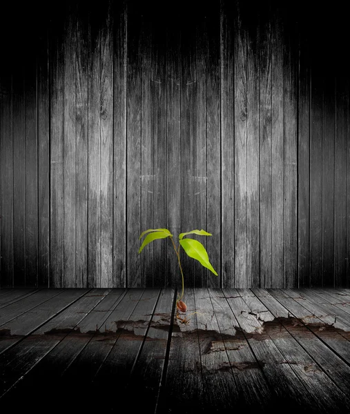 El árbol en la vieja pared grunge —  Fotos de Stock