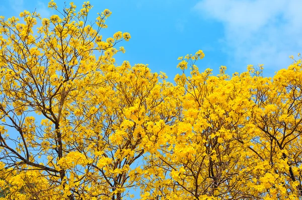 Yellow flowers bloom in spring — Stock Photo, Image