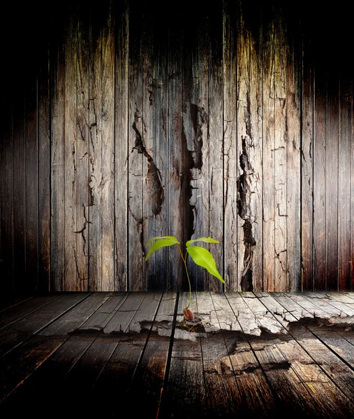 El árbol en la vieja pared grunge —  Fotos de Stock