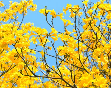 Sarı çiçekler baharda açar.