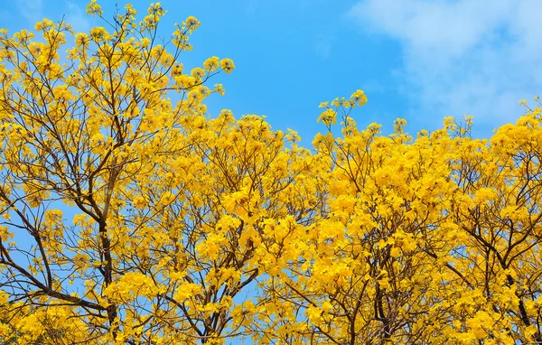 Yellow flowers bloom in spring — Stock Photo, Image