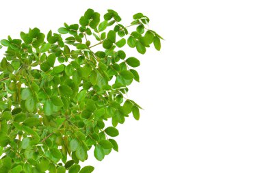 arkaplan için yeşil yaprak