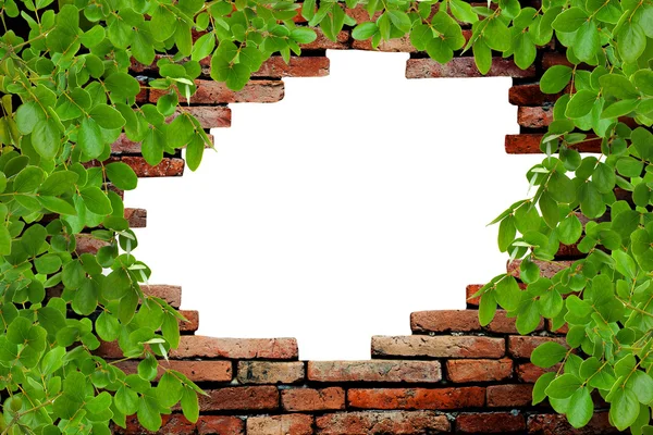 Old brick wall and the tree — Stock Photo, Image