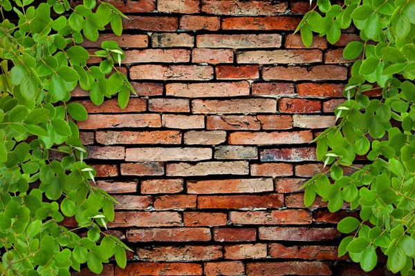 Old brick wall and the tree — Stock Photo, Image