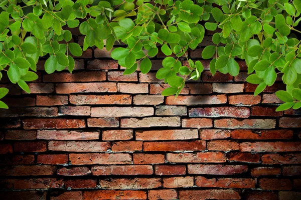 Old brick wall and the tree — Stock Photo, Image