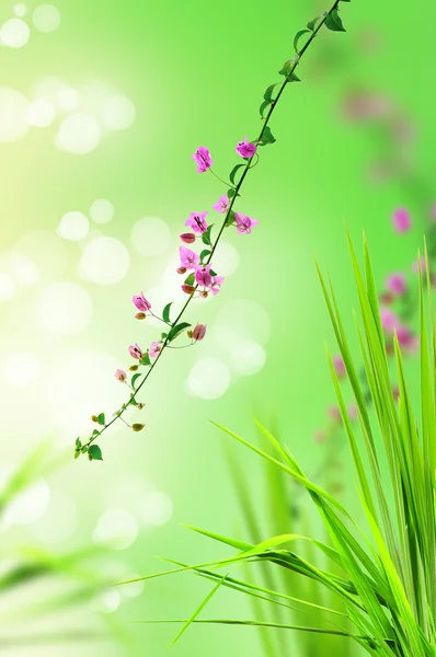 Rosa blomma och färskt gräs med ljus återspeglar i morgon — Stockfoto