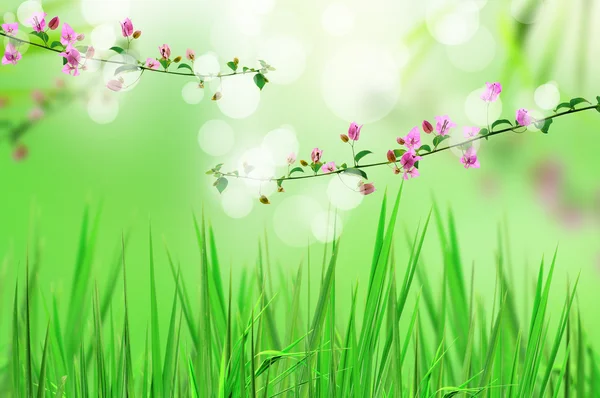 Rosa Blume und frisches Gras mit Licht reflektieren am Morgen — Stockfoto