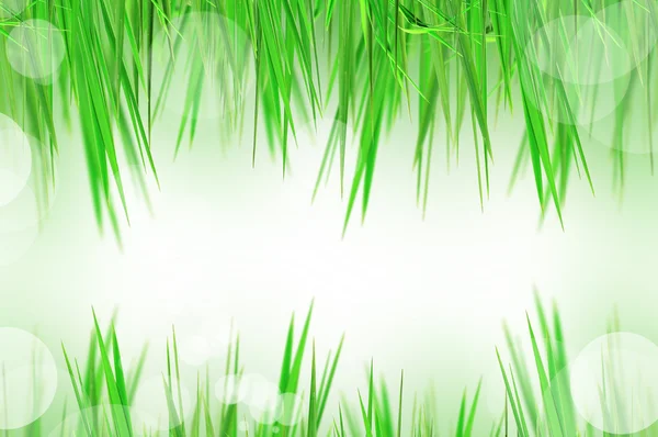 Abstrakte schöne frische Gras und Licht reflektieren in der Früh — Stockfoto
