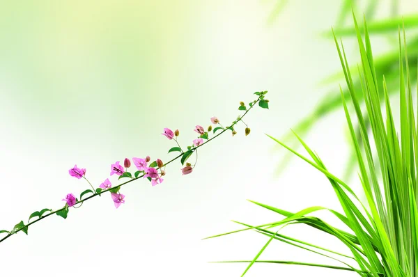 Fleur rose et herbe fraîche avec reflet lumineux le matin — Photo