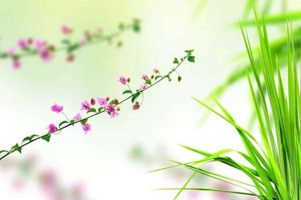 Roze bloem en verse gras met licht reflecteren in de ochtend — Stockfoto