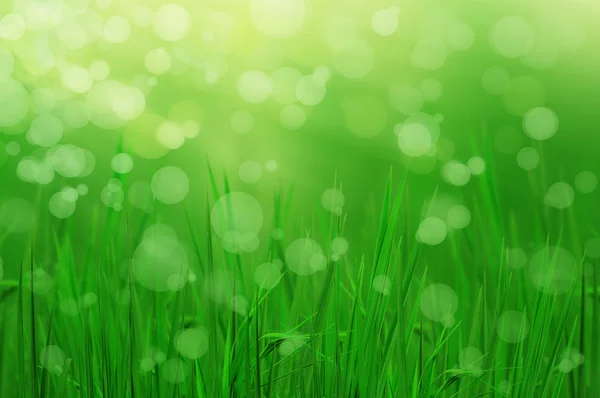 Abstrakte schöne frische Gras und Licht reflektieren in der Früh — Stockfoto