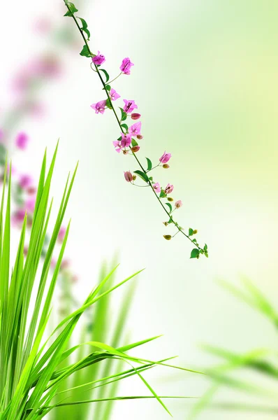 Rosa blomma och färskt gräs med ljus återspeglar i morgon — Stockfoto