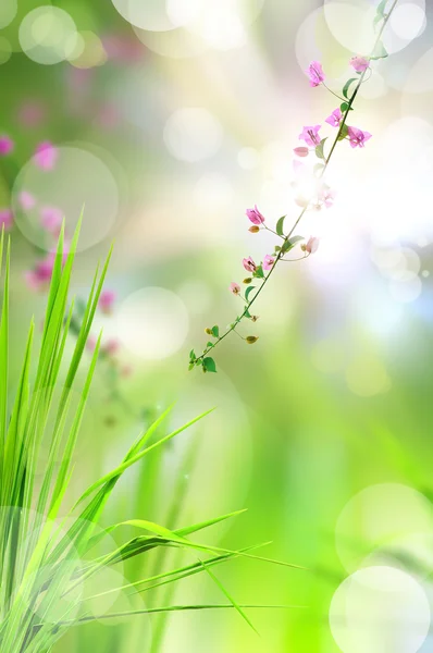 Fleur rose et herbe fraîche avec reflet lumineux le matin — Photo