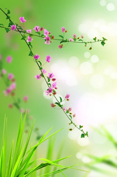 Roze bloem en verse gras met licht reflecteren in de ochtend — Stockfoto