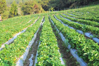 Çilek ağacı gruptaki satırı