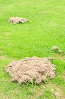 Pirinç tarlası ve mavi gökyüzü