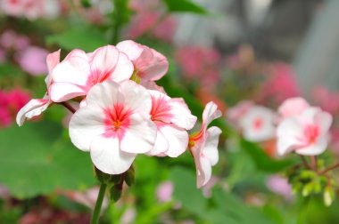 Pembe flora Çiçek bahçesinde