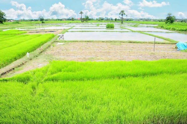 Campo de arroz e céu azul — Fotografia de Stock