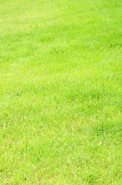 Fresh grass for background — Stock Photo, Image