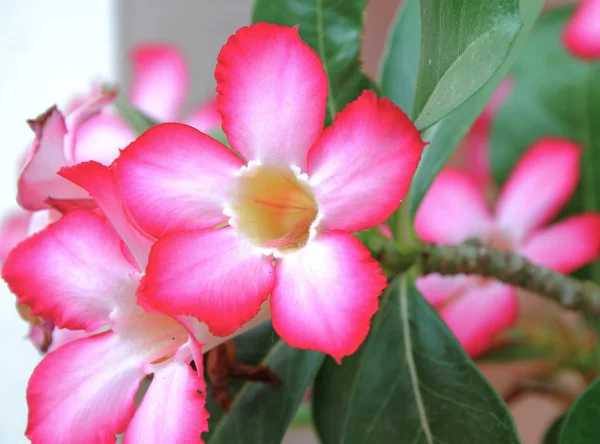 Pink flora blossom in the garden — Stock Photo, Image