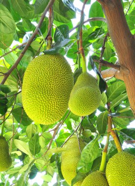 ağaç üzerinde yeşil nefesi