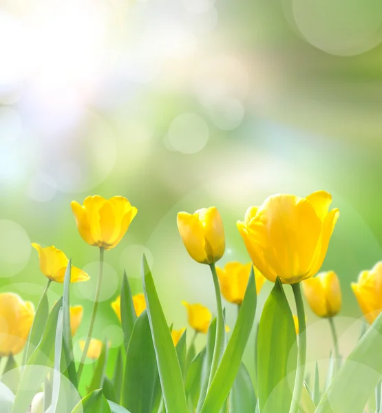 Mooie tulpen — Stockfoto