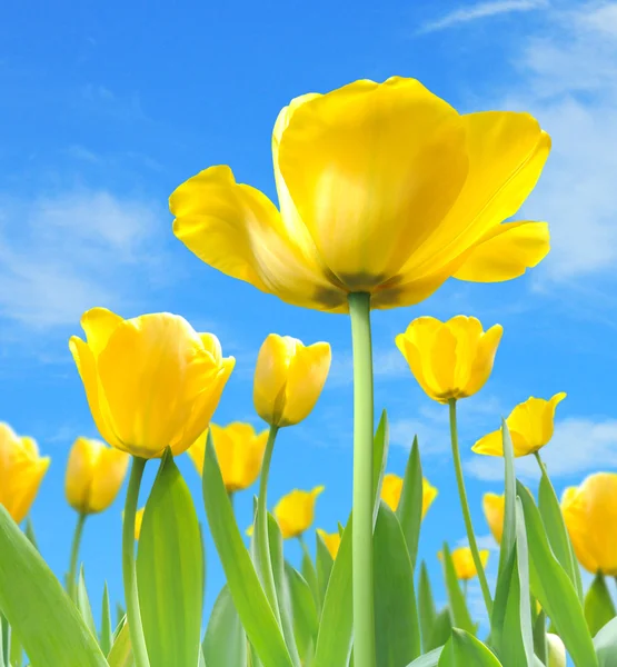 Mooie tulpen — Stockfoto